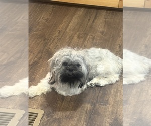 Father of the Shih Tzu puppies born on 07/10/2026