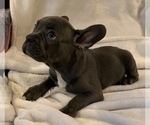 Small Photo #2 French Bulldog Puppy For Sale in JOHNS ISLAND, SC, USA
