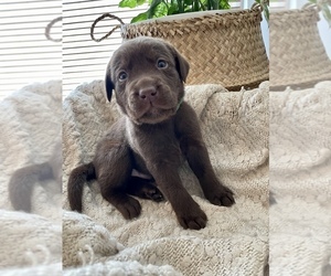 Labrador Retriever Puppy for sale in CAMBRIDGE, OH, USA