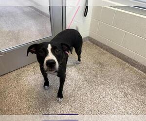 American Pit Bull Terrier Dogs for adoption in Pueblo, CO, USA