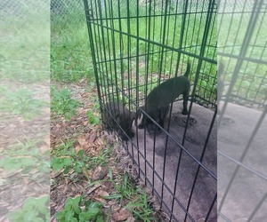 Medium Patterdale Terrier