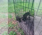 Small Patterdale Terrier