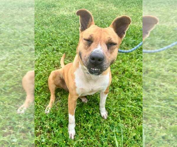 Medium Photo #2 Mutt Puppy For Sale in Abbeville, LA, USA