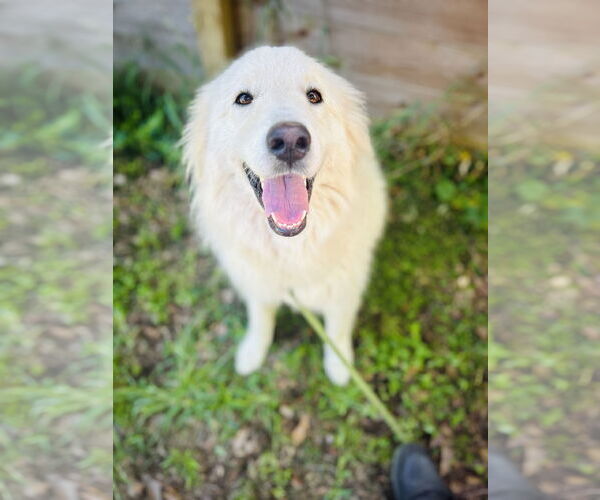 Medium Photo #2 Great Pyrenees Puppy For Sale in Spring, TX, USA