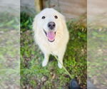 Small #1 Great Pyrenees