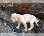 Puppy Blue Labrador Retriever
