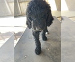 Small Photo #26 Poodle (Standard) Puppy For Sale in BAKERSFIELD, CA, USA