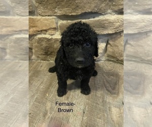 Poodle (Standard)-Saint Berdoodle Mix Puppy for sale in ANGIE, LA, USA