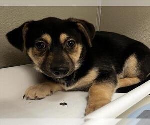 Chihuahua-Unknown Mix Dogs for adoption in Tracy, CA, USA