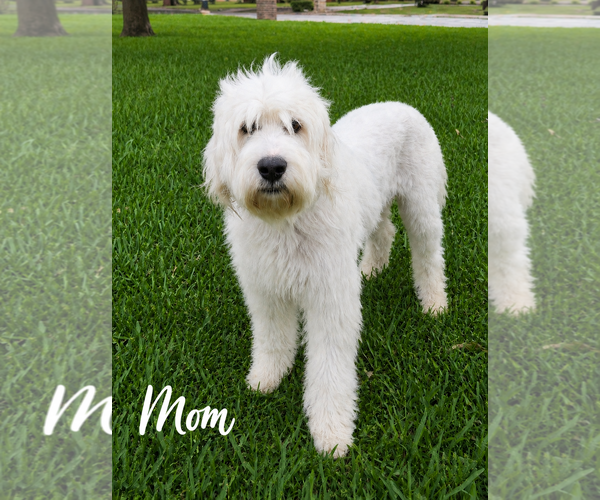 Medium Photo #2 Mutt Puppy For Sale in Lillian, TX, USA