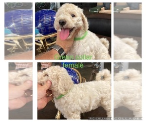 Goldendoodle-Poodle (Standard) Mix Puppy for sale in BREMEN, AL, USA