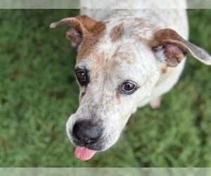 Mutt Dogs for adoption in Tulsa, OK, USA