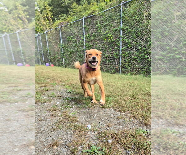 Medium Photo #10 Mutt Puppy For Sale in Glen Allen, VA, USA