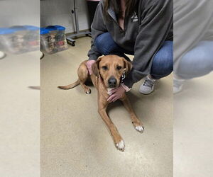 Labrador Retriever-Unknown Mix Dogs for adoption in Easton, MD, USA