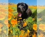 Small Photo #5 Great Dane Puppy For Sale in Goodyear, AZ, USA