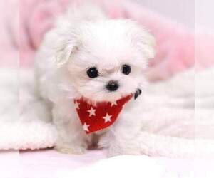 Maltese Puppy for Sale in CLERMONT, Florida USA