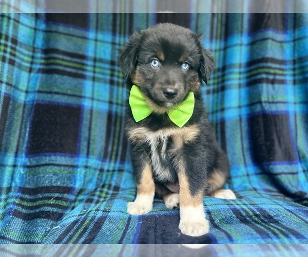Medium Photo #5 Miniature Australian Shepherd Puppy For Sale in LAKELAND, FL, USA