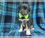 Small #4 Miniature Australian Shepherd