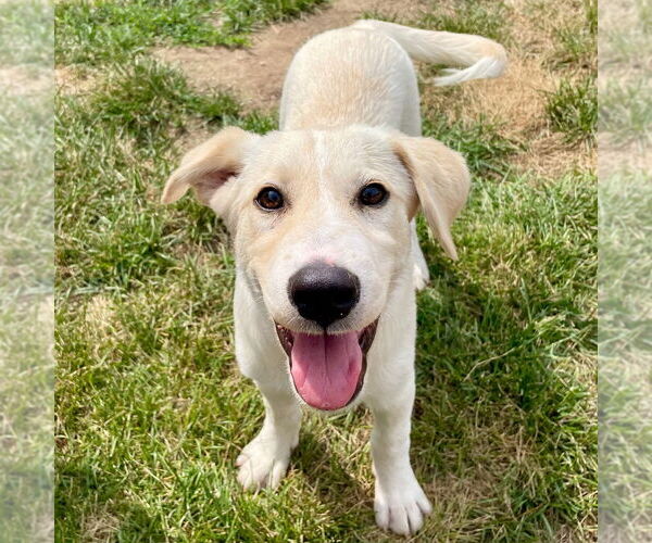Medium Photo #3 Mutt Puppy For Sale in Canton, CT, USA