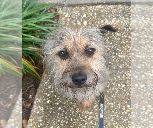 Medium Photo #4 Mutt Puppy For Sale in Rockville, MD, USA
