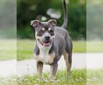 RALLO - Male American Bulldog Dog for Adoption - Small photo