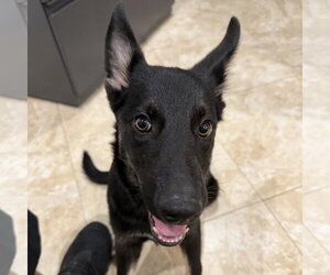 German Shepherd Dog-Unknown Mix Dogs for adoption in Hilton Head, SC, USA