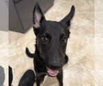 Small German Shepherd Dog Mix