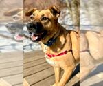 Small #11 Labrador Retriever Mix