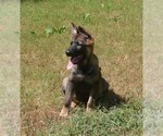 Puppy Puppy 4 ZEBA German Shepherd Dog