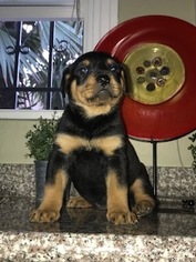 Rottweiler Puppy for sale in HUNTINGTON PARK, CA, USA
