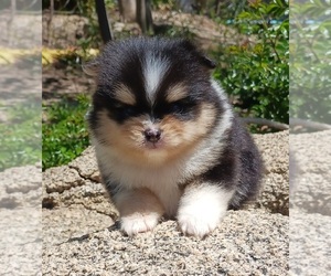 Pomeranian Puppy for sale in BEVERLY HILLS, CA, USA