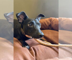Pretty Girl #5219 - Female Chihuahua-Unknown Mix Dog for Adoption - Photo #4