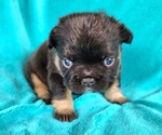 Small #3 French Bulldog