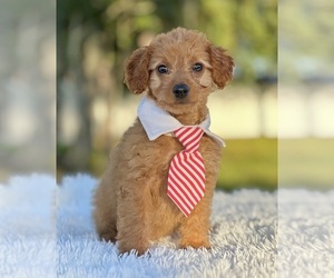 Goldendoodle (Miniature) Puppy for sale in FROSTPROOF, FL, USA