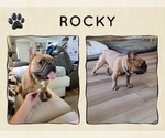 Small Photo #1 French Bulldog Puppy For Sale in FORT COLLINS, CO, USA