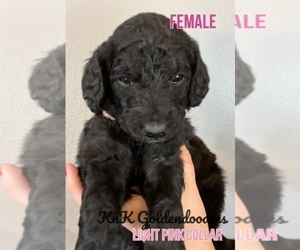Medium Photo #4 Goldendoodle Puppy For Sale in BURLESON, TX, USA