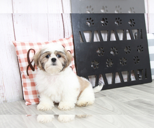 Shih Tzu Puppy for sale in MARIETTA, GA, USA