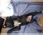 Small Photo #5 Labrador Retriever-Newfoundland Mix Puppy For Sale in CO SPGS, CO, USA