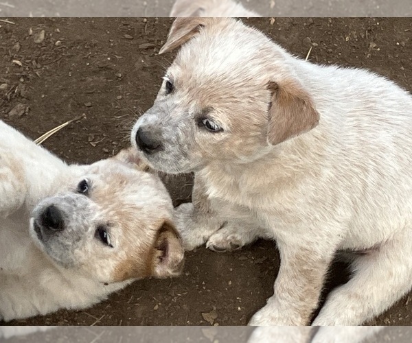 Medium Photo #4 Australian Cattle Dog Puppy For Sale in POST FALLS, ID, USA