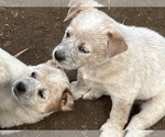 Small #3 Australian Cattle Dog