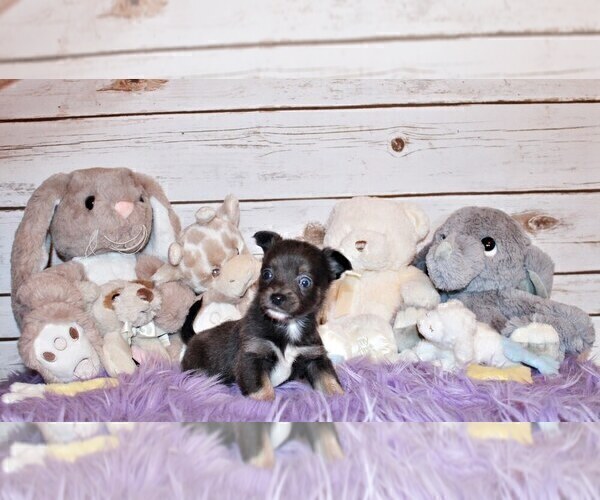 Medium Photo #23 Chihuahua Puppy For Sale in CHARLESTON, AR, USA