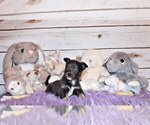 Small #6 Chihuahua