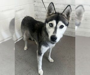Siberian Husky Dogs for adoption in San Bernardino, CA, USA