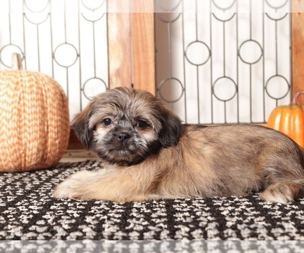 Medium Photo #1 Shih Tzu Puppy For Sale in NAPLES, FL, USA
