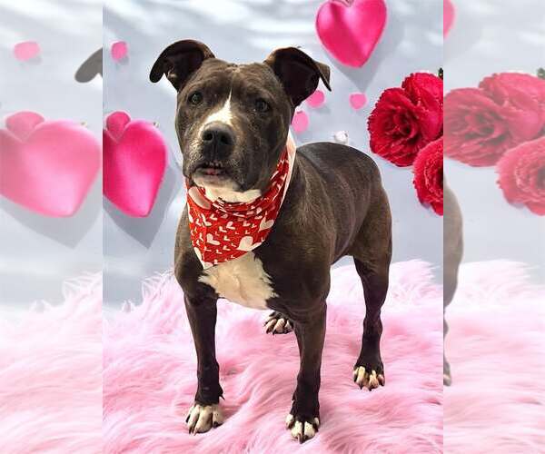 Medium Photo #2 American Pit Bull Terrier Puppy For Sale in Sykesville, MD, USA