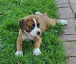 Puppy Puppy 6 Daisy Boxer