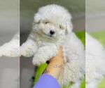 Small Photo #2 Maltipoo Puppy For Sale in BALDWIN PARK, CA, USA
