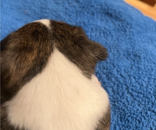 Medium Photo #6 Boston Terrier Puppy For Sale in BURLESON, TX, USA