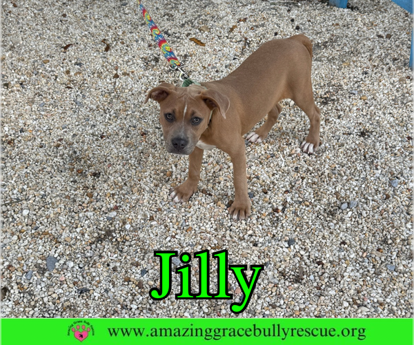 Medium Photo #11 American Pit Bull Terrier-Unknown Mix Puppy For Sale in Pensacola, FL, USA
