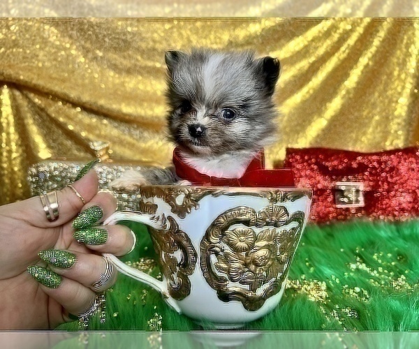 Medium Photo #33 Pomeranian Puppy For Sale in HAYWARD, CA, USA